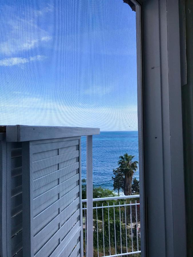 Paradisea تاورمينا المظهر الخارجي الصورة
